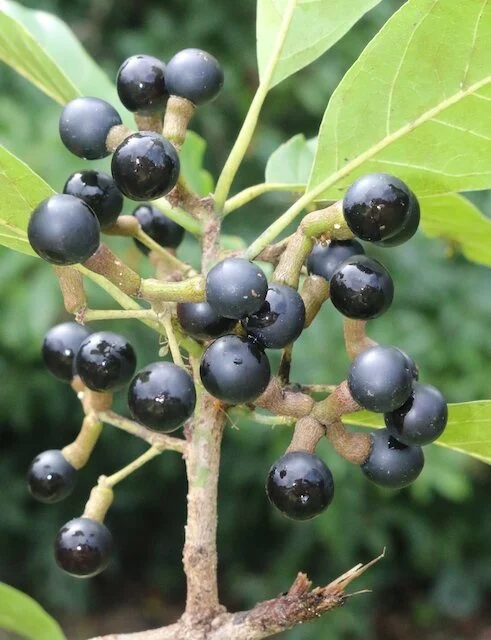 Litsea glutinosa (Indian Laurel) — Territory Native Plants
