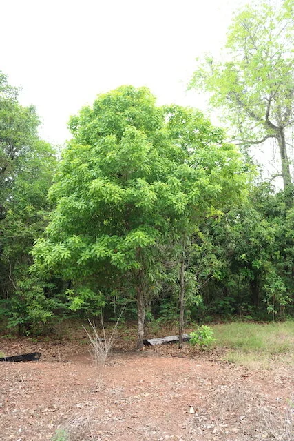 Litsea glutinosa (Indian Laurel) — Territory Native Plants