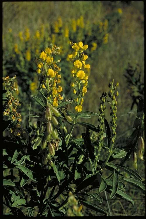 Yellow Rattlepod Crotalaria novae-hollandiae (Rattlepod) — Territory Native Plants
