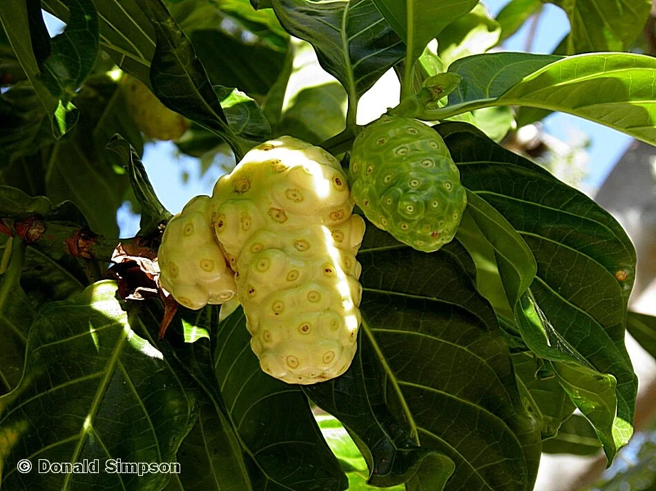 Donald Simpson4.jpeg