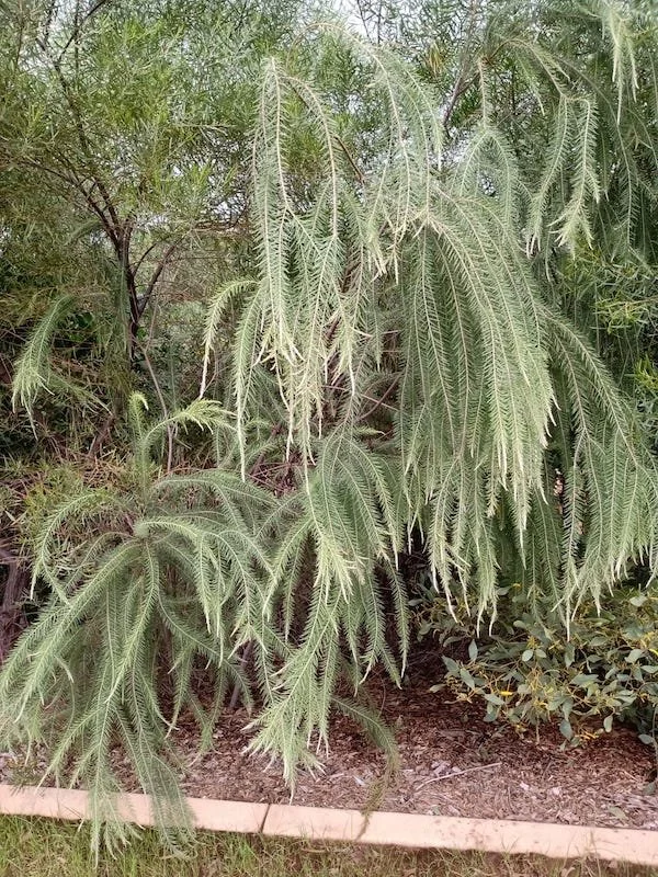 Acacia Kelleri - Dan.jpeg
