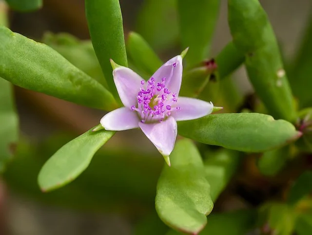 Sesuvium portulacastrum.jpeg