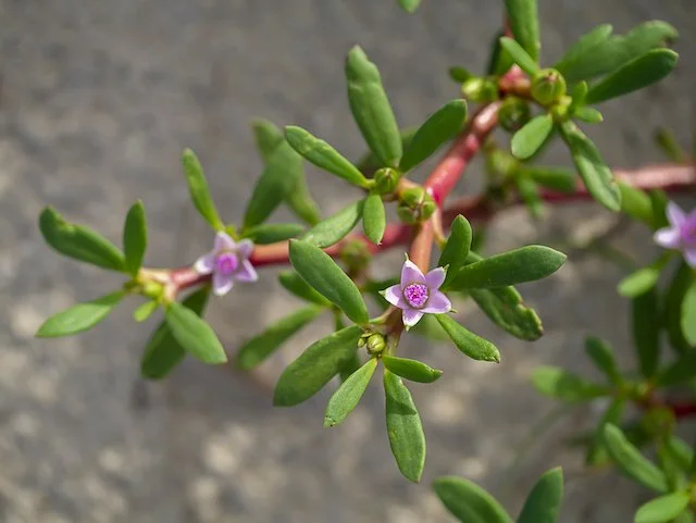 Sesuvium portulacastrum
