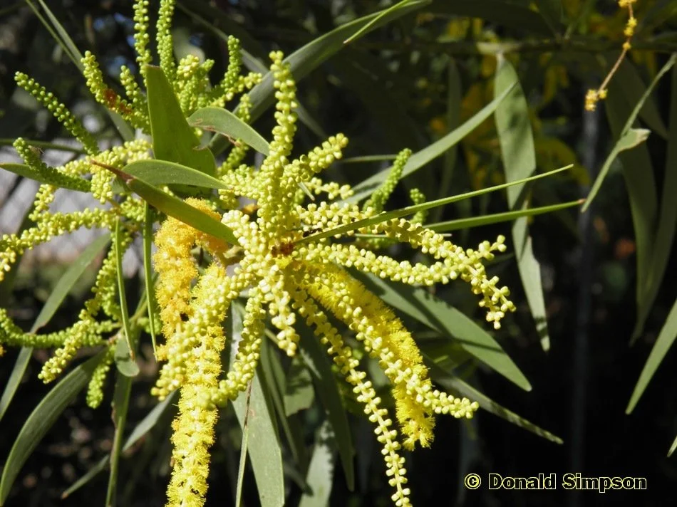 Acacia leptocarpa