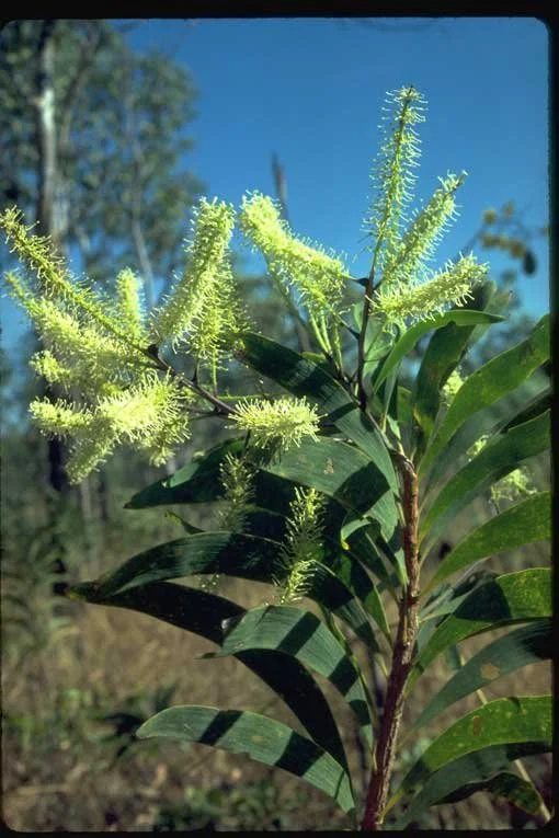 Wrigley, J. ANBG.jpeg