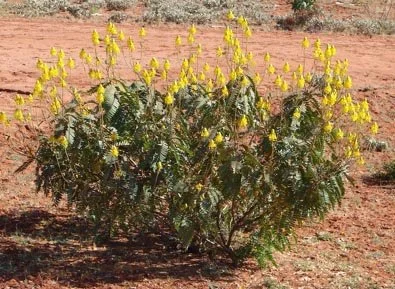 Senna venusta