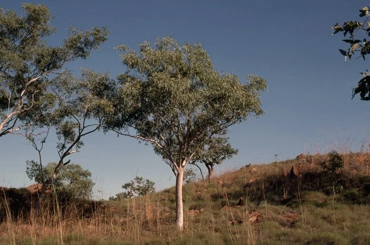 Brooker & Kleinig. ANBG 1.jpeg