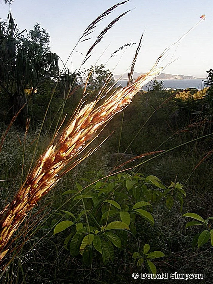 Donald Simpson 1.jpeg