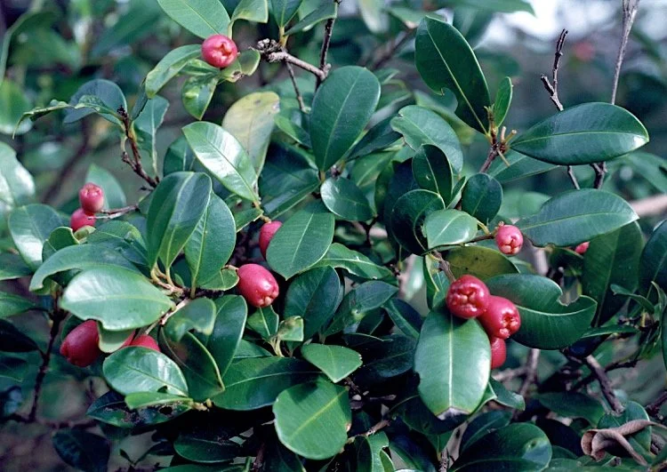 Syzygium australe (Resilience)