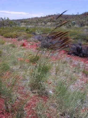 Sorghum plumosum