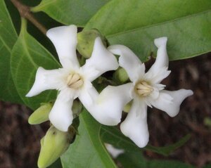 Wrightia pubescens