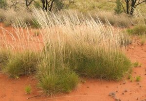 Triodia schinzii