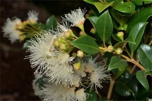 Syzygium australe (Red Brush Cherry)