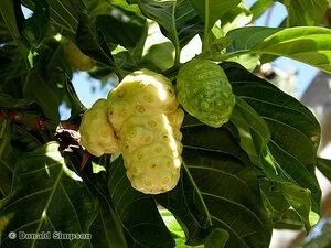 Morinda citrifolia