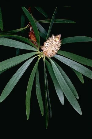 Melaleuca cornucopiae