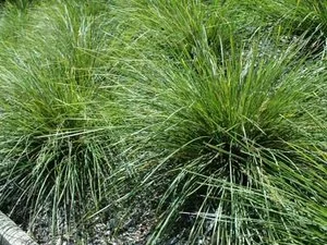 Lomandra verday PBR