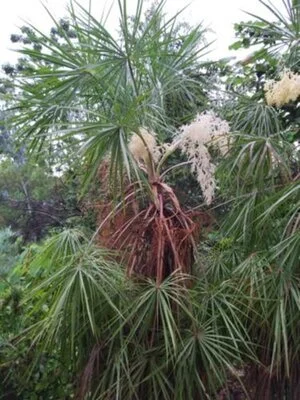 Livistona inermis