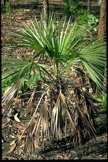 Livistona humilis