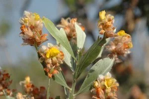 Jacksonia dilatata