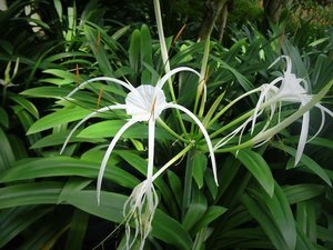 Hymenocallis speciosa