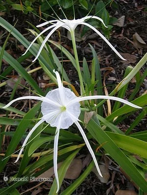 Hymenocallis littoralis