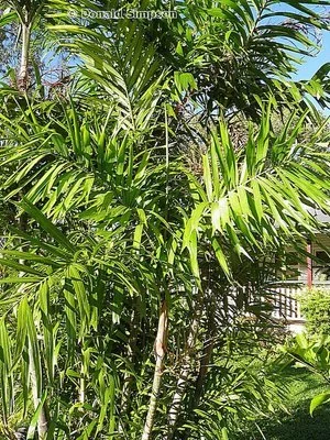 Hydriastele wendlandiana