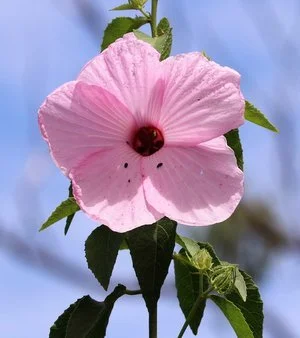 Hibiscus petherickii