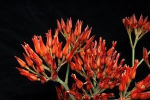 Haemodorum coccineum