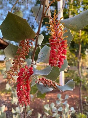 Grevillea wickhamii