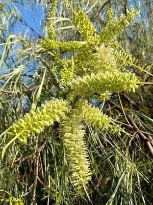 Grevillea parallela