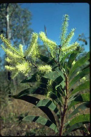 Grevillea mimosoides