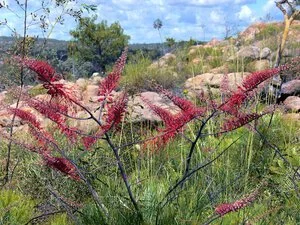 Grevillea dryandri (Dryandri)