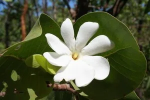 Gardenia megasperma