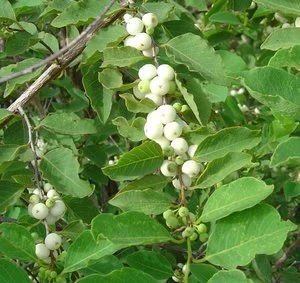 Flueggea virosa