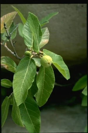 Ficus aculeata