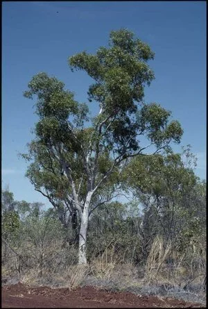 Eucalyptus umbrawarrensis