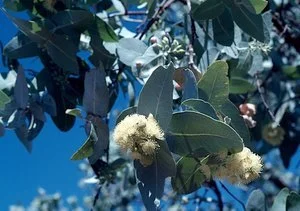 Eucalyptus pruinosa