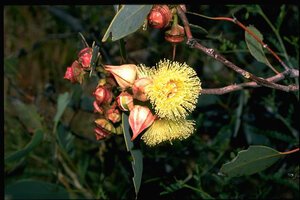 Eucalyptus pachyphylla