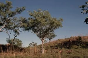 Eucalyptus brevifolia