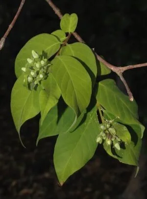 Diospyros rugosula