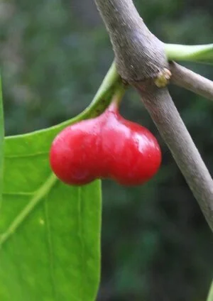 Cyclophyllum schultzii