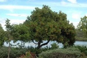 Cupaniopsis anacardioides