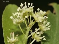 Croton habrophyllus