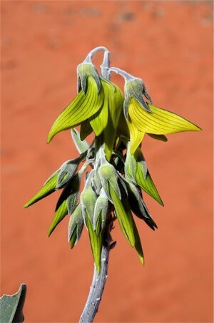 Crotalaria cunninghamii