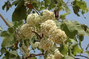 Corymbia foelscheana