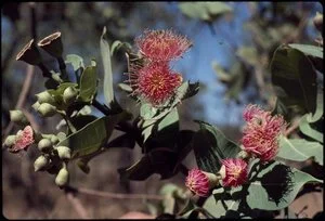 Corymbia chartacea