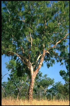 Corymbia bleeseri