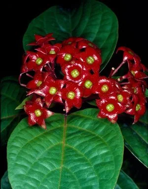 Clerodendrum costatum
