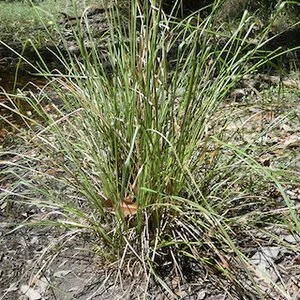Chrysopogon oliganthus