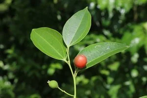 Celtis philippensis